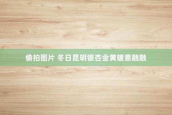 偷拍图片 冬日昆明银杏金黄暖意融融